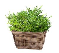 Dibor Willow Wicker Planters Watertight Lined Indoor Rattan Planters with Carrying Handles Rustic Style Plant Basket Spring Summer Fathers Day Gardening Gift (M)