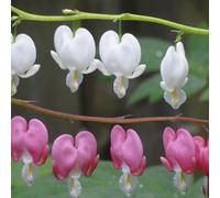 DICENTRA SPECTABILIS BLEEDING HEART MIXED