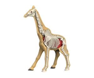 Dickly Educational Toy: Realistic Animal Body Model, Puzzle for Animal Biology, Teaching Toy with Body Organs for Teachers And, 31010