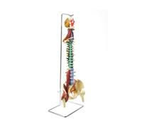 Dickly Lightweight Structural Spine Model | Human Spine structural Model, Flexible, for Classroom, 80CM, Muscle W Ligament