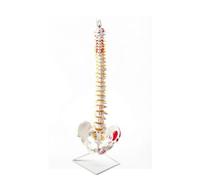 Dickly Lightweight Structural Spine Model | Human Spine structural Model, Flexible, for Classroom, 85CM, Muscle Colored