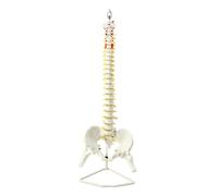 Dickly Lightweight Structural Spine Model | Human Spine structural Model, Flexible, for Classroom, 85CM, W Pelvis Leg Bone