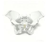 Dickly Medical Skeleton Human Spine Pelvis Model Structural Demonstration Movable Joints PVC Material Suitable for Classroom Training Patient Communication , Simulation Model Without Base