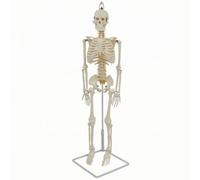 Dickly Medical Teaching Skeleton Educational Model Figure Training Prop Study Aid With Hanging Hook And Stand Made Of PVC Suitable for classroom instruction