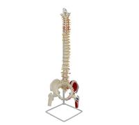 Dickly Structural Spine Model with Femur Educational Spine Model with Pelvis Detailed for Classroom, Practice Setting