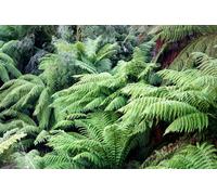Dicksonia Antarctica Hardy Tree Fern Plug Plant