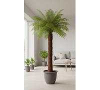 Dicksonia Antarctica Pot Size 96 Cm Height 450 Australian Tree Fern Indoor Houseplant