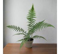 Dicksonia antarctica Tasmanian Tree Fern 1/2/5L, 1L (30-40cm including the pot)
