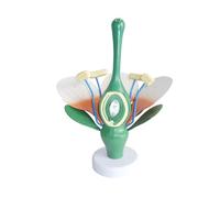 Dicotyledonous Flower Cross Section Flower Anatomy Model Anatomical Flower Leaves and Stamens Model Dicotyledonous Flowering Plants Biological Teaching Tool for Study Aid Teaching