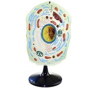 Didactic Cellular Anatomy Model - Microscopic Specimens Plants And Animals Enlarged Mole Animal Plant Cell