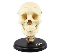 Didactic Human Skull Model - Model Of The Posterior Cranial Nerve - With Magnetic Connections, Medical Training Aid