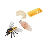 Didiseaon 1Set Bee Growth Educational Cycle Model for Creative Insect for Learning Play for Early Childhood Education and Cognitive Development