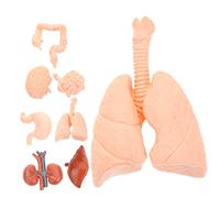 Didiseaon 1set Human Organ Model Anatomical Tools for Student Teaching Realistic Simulation of Brain Heart Lungs Stomach Liver Kidney Compact and Lightweight Educational Specimen 8pcs