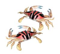 Didiseaon 2pcs Boy Girl Educational Crab Toys under The Sea Toys Animal Models for Home Decor