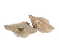 Didiseaon 2pcs Educational Epifaunal Specimen Collection Sea Shell Specimen Adornment Models for Boys