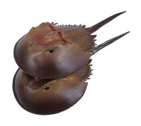 Didiseaon 2pcs Plastic Horseshoe Crab Toy Sea Creatures Figurines for Boys and Girls Playset Realistic Ocean Model Ornaments Crab Statue for Fish Tank Decoration
