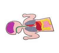 Didiseaon 3 Sets Creative Organs DIY Human Body Aid for Enhance Cognitive Skills Observation Mental Creativity Educational Accessory for Hands Learning