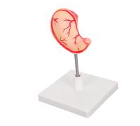 Didiseaon Detailed Anatomy Tool for Research User Friendly Design for Easy Assembly High Precision Features for Understanding