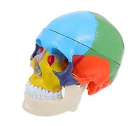 Didiseaon Fake Skull Head Model Anatomical Teaching Model for Human Skull Structure Removable Design for School Lab Use Vividly Demonstrates Morphology and Structure