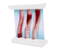 Didiseaon Human Body Vascular Model Anatomical Teaching Dynamic Blood Vessel Simulation Medical Education Tool for Students and Experts
