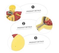 Didiseaon Human Glomerulus Model with Base Anatomical Medical Display Teaching Model for Physiology and Anatomy Education and Realistic Visual Aid for Medical and Nursing Students