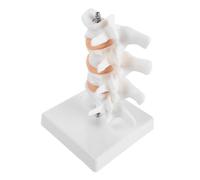 Didiseaon Human Lumbar Spine Bone Model Pvc with Stand, 6.3 Inch Miniature Spine Model for Student Learning and Clinical Education Tool in Rehabilitation Settings