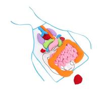 Didiseaon Human Organs Apron Soft Cloth Teaching Aid for Early Education Cognitive Interactive Anatomy Model for Preschool Learning