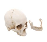 Didiseaon Human Skull Anatomy for Education Research Exhibition and Collection with Artistic Resin Craft Design