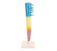 Didiseaon Plant Model Botany Anatomy Display Realistic Corn Root Model Biology Lab Supplies Science Experiment Tools Plastic