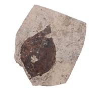 Didiseaon Plant Specimen Collection for Science Education Boys Girls Paleontology Teaching Aid Random Style Leaf Samples for Classroom and Home Use