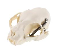 Didiseaon Realistic Cat Anatomy Model with Detailed Skull and Skeleton Guide Educational Aid for Classroom Study Science Teaching Halloween Decor and Collectible Display