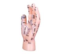 Didiseaon Reflexology Hand Display Model for Tcm Education with Precise Acupoints PVC Construction User-Friendly Labeling for Acupuncture Practice and Hand Massage Training in Medical and