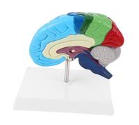 Didiseaon Scale Anatomy Tool for Science Teaching Labels Accurate Right Hemisphere Representation for Classroom Study Display