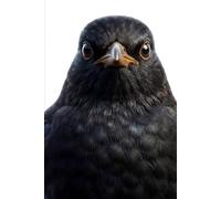 Die Amsel: Erster Gesang: Über das Dasein als Wunder (Gesänge der Amsel)