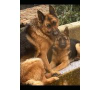 Die Gabe Des Hundes: Wie Die Bedingungslose Liebe Eines Hundes Achtsamkeit, Verbundenheit Und Wohlbefinden Fördert