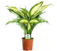 Dieffenbachia Camilla - 1 Plant - House/Office Live Indoor Pot Plant Tree in 12cm Pot