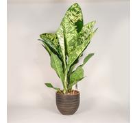 Dieffenbachia Crown - Dumb Cane Indoor Plant