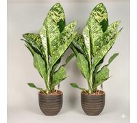 Dieffenbachia Crown - Dumb Cane Indoor Plant Pack Of 2