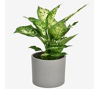 Dieffenbachia Houseplant - Air-Purifying Low Maintenance Indoor Plant for Home & Office Decor by Luxe Leaf Plants