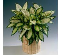 Dieffenbachia Mexican Dumb Cane Tropical Indoor House/Office Plant 12cm Pot