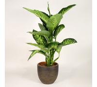 Dieffenbachia Tropic Snow - Variegated Dumb Cane Indoor Plant