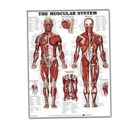 DierCosy Anatomical Paper, Muscular System Wall Chart Lifelike Anatomical Learning 50x70cm Silk Cloth Poster Muscle Anatomy Chart, Muscle Anatomy Chart