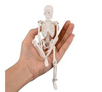DierCosy Mini Skeleton Toy, 7.8" Anatomically Correct PVC Human Skeleton Model, White, Classic, Halloween & Easter Decoration, Tabletop Display