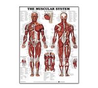 DierCosy Muscular System Wall Chart, 50x70cm Human Muscle Anatomy Poster, Lifelike Muscular System Anatomical Chart