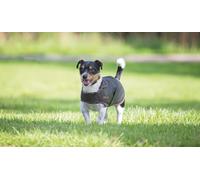 Shires Digby & Fox Wax Coat - Olive XS