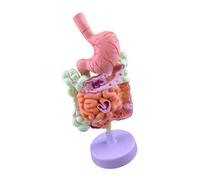 Digestive Pathology Display Aid, Pathological gastroi