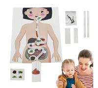 Digestive System Model Toy - Kids Science Experiment Kit | Human Anatomy Model |Educational Science Toy Sciences Kits & Toys For Children Boys & Girls