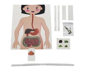 Digestive System Model Toys Safe Human Anatomy Educational Toy Science Teaching Fun Learning Tool Children Boys Girls Biology Laboratory Kits Removable Internal Organ Parts 3D Medical Mannequin