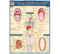 Digestive System (Quick Study Academic)