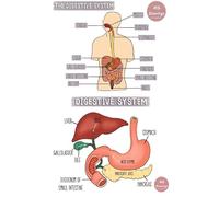 Digestive System Science Poster | 12-Inches By 18-Inches Inspirational Motivational Educational Classroom Posters |Great Gift Ideas For Teachers | P1034